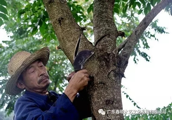 生漆，紅木家具的華美外衣(圖2)