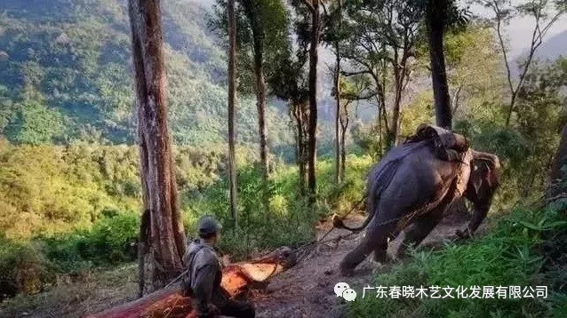 紅木木材是怎樣運出老撾深山老林的？(圖2)