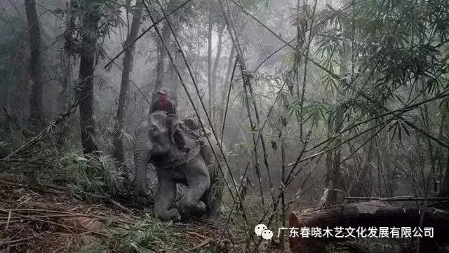 紅木木材是怎樣運出老撾深山老林的？(圖3)
