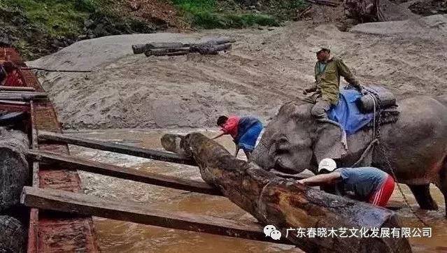 紅木木材是怎樣運出老撾深山老林的？(圖4)