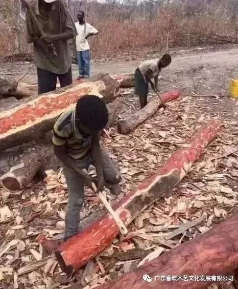 從非洲到中國(guó)，紅木的旅程可謂荊棘漫布(圖2)