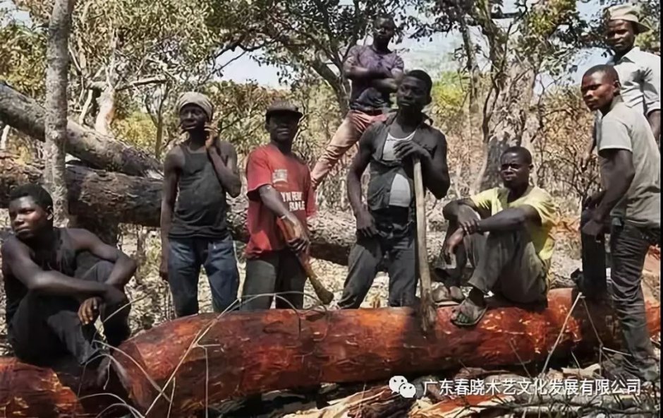重磅消息！血檀被建議列入CITES公約附錄II(圖1)