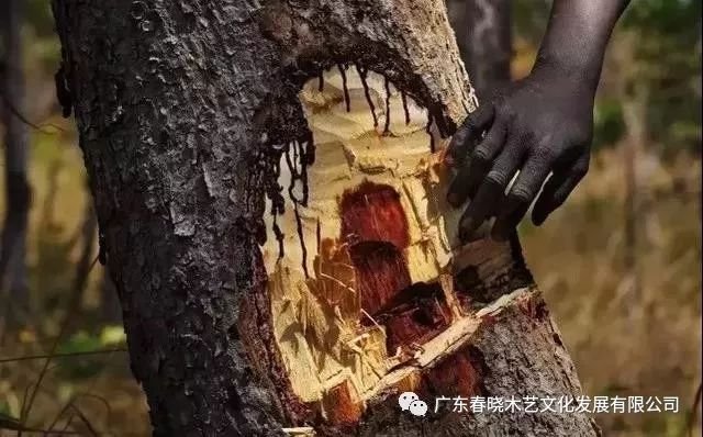 重磅消息！血檀被建議列入CITES公約附錄II(圖2)