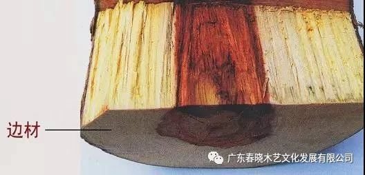 什么是紅木家具的白皮？怎樣正確認(rèn)識(shí)白皮？(圖1)